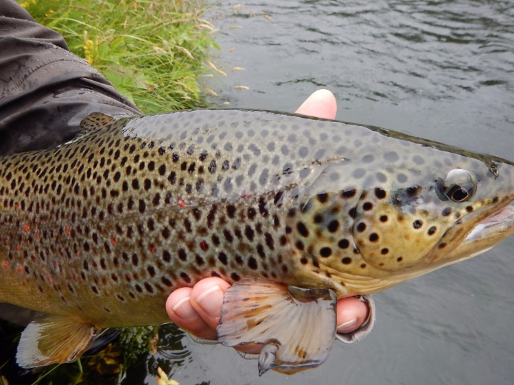 River Galtalaekur - Brown trout