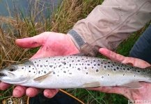  Fotografía de Pesca con Mosca de Trucha marrón por Andrew Fowler – Fly dreamers 