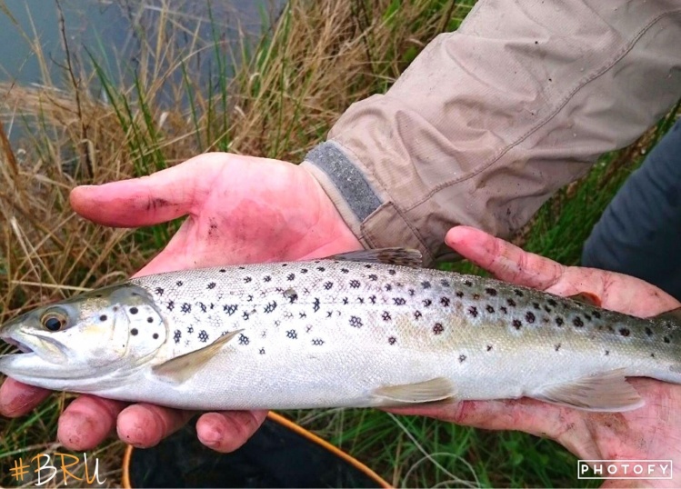 Umgeni River Brown:  Support #BRU (Blue Ribbon Umgeni)