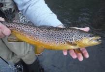  Foto de Pesca con Mosca de Trucha marrón compartida por D.R. Brown – Fly dreamers