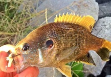 Max Sisson 's Fly-fishing Picture of a Bluegill – Fly dreamers 