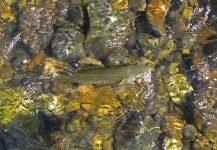 Fly-fishing Image of Cutthroat shared by Jay Burman – Fly dreamers