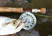 Fly-fishing Image of Dog Fish shared by Pablo Costa Gonta – Fly dreamers