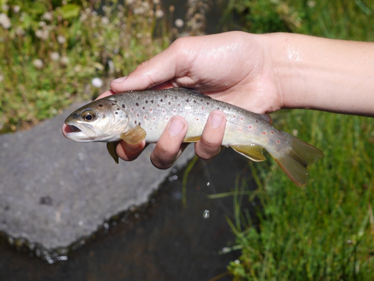 Brown trout from a roadside trickle