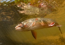  Imagen de Pesca con Mosca de mud trout compartida por Kevin Feenstra – Fly dreamers