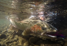  Captura de Pesca con Mosca de Steelhead por Andrew Hardingham – Fly dreamers