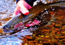  Fotografía de Pesca con Mosca de Trucha arcoiris por Ted Bryant – Fly dreamers 