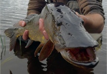 Kuba Hübner 's Fly-fishing Photo of a Pike – Fly dreamers 