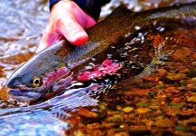 Ted Bryant 's Fly-fishing Photo of a Rainbow trout – Fly dreamers 
