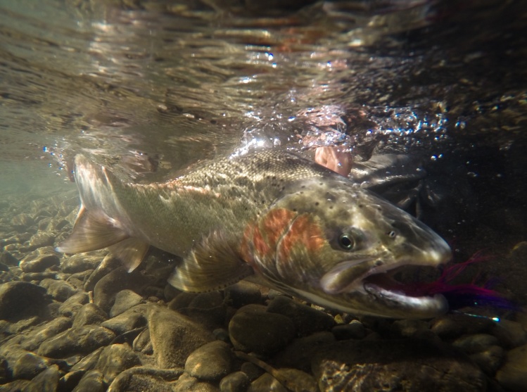 beautiful wild buck in clear water