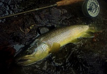 Jean Sylvain Amy 's Fly-fishing Picture of a European brown trout – Fly dreamers 