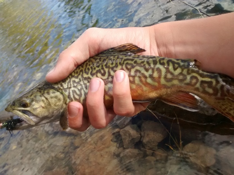 Tiger trout