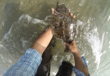Fly-fishing Pic of Flounder shared by Cristián Quiñones – Fly dreamers 