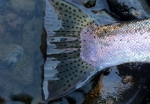 Kimbo May 's Fly-fishing Pic of a Steelhead – Fly dreamers 