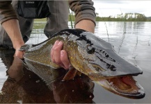 Kuba Hübner 's Fly-fishing Catch of a Pike – Fly dreamers 