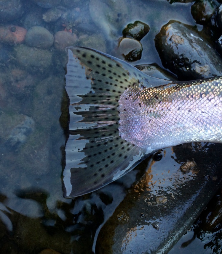 Next time you get a hold of a steelhead take a look at those tails.  A work of natural art!