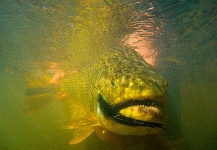  Fotografía de Pesca con Mosca de River tiger compartida por Fin Chasers Magazine – Fly dreamers