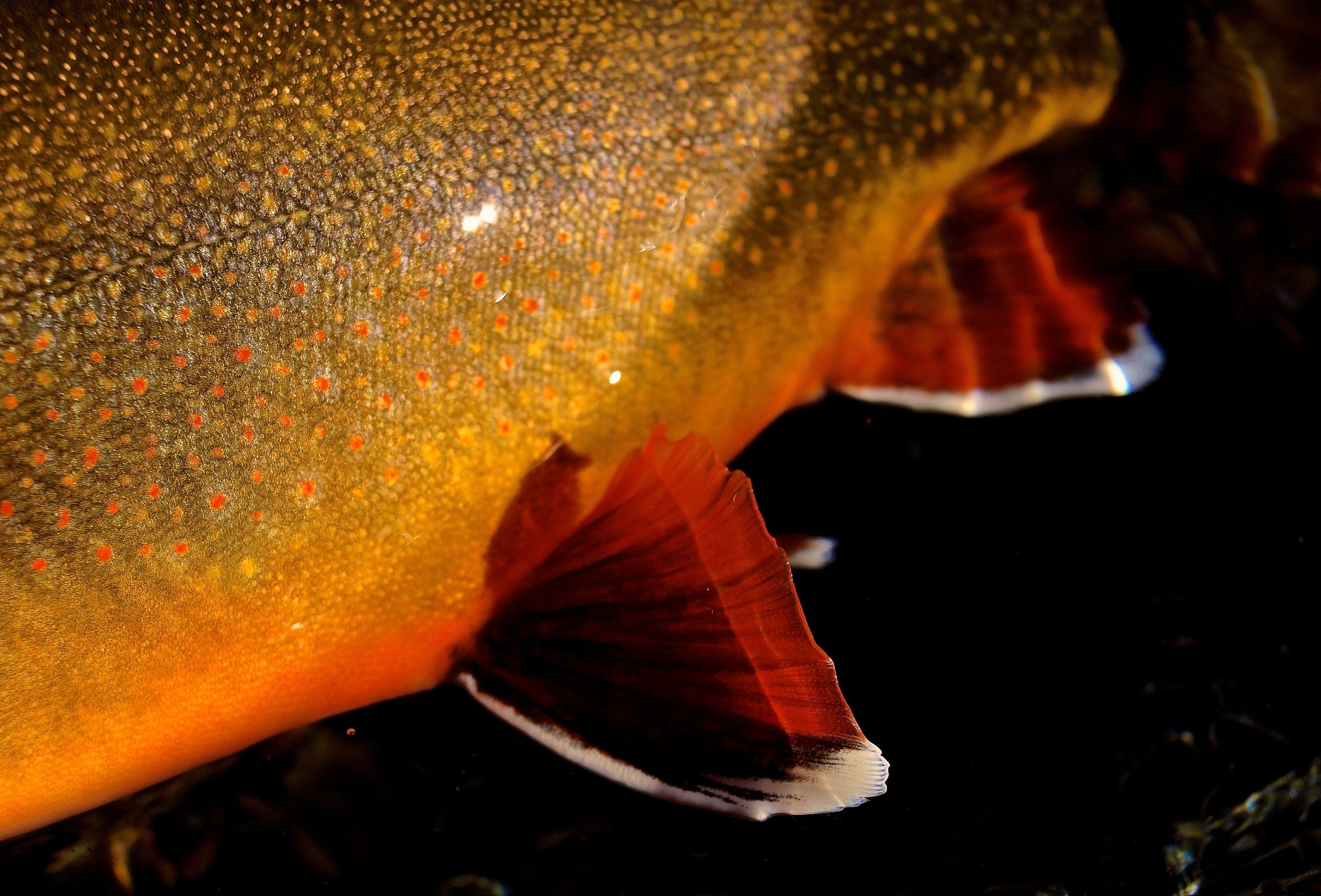  Fotografía de Pesca con Mosca de Salvelinus fontinalis compartida por Greg  Houska – Fly dreamers