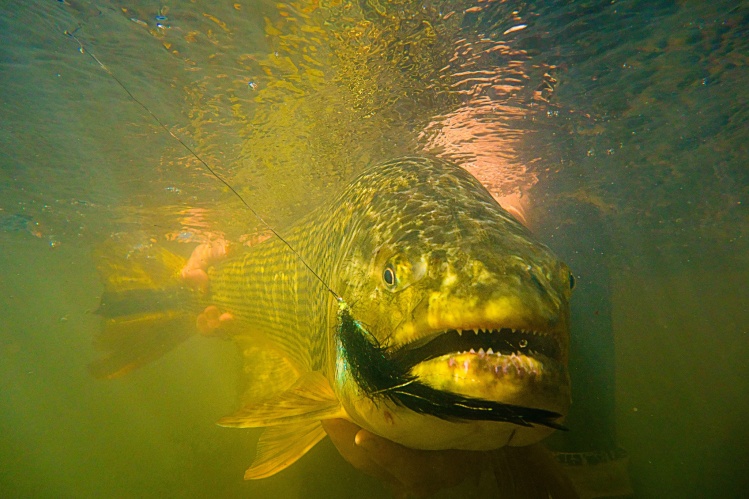 Matt Harris ventures into the Bolivian jungle in search of dorado in this visually striking article: <a href="http://viewer.zmags.com/publication/a5199b3d#/a5199b3d/50">http://viewer.zmags.com/publication/a5199b3d#/a5199b3d/50</a>