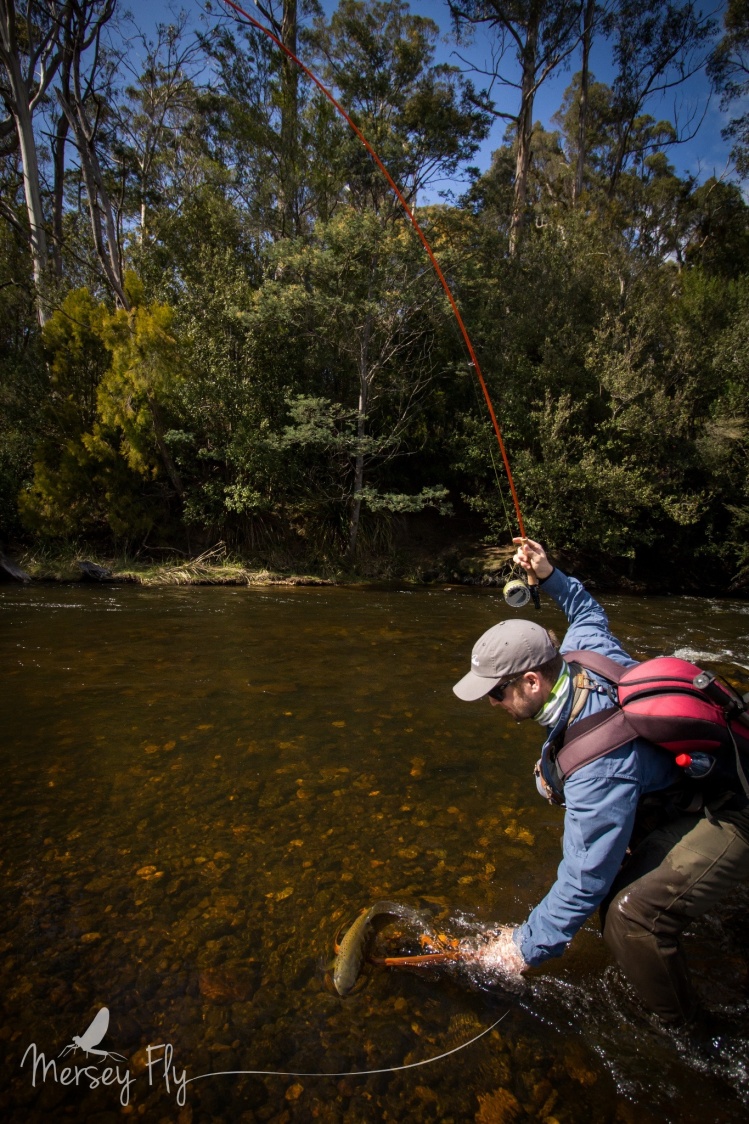 Matt trying to coax a whitebait munching Brown Trout into the net....   