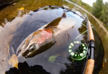 Kevin Feenstra 's Fly-fishing Photo of a Steelhead – Fly dreamers 