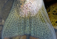  Foto de Pesca con Mosca de Steelhead compartida por John Hicks – Fly dreamers