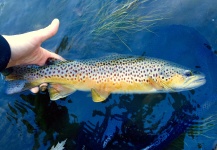  Fotografía de Pesca con Mosca de brown trout por David Henslin – Fly dreamers