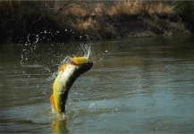  Situación de Pesca con Mosca de jaw characin – Imagen por Bill Johnson en Fly dreamers