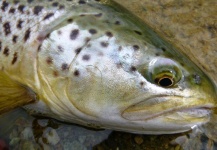 Fly-fishing Image of Brown trout shared by Jeremy Treweek – Fly dreamers