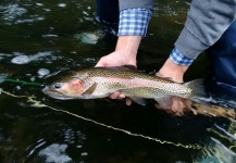 Fly-fishing Picture of Rainbow trout shared by Javier Peña – Fly dreamers