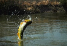 Fly-fishing Situation of Pirayu - Picture shared by Bill Johnson – Fly dreamers