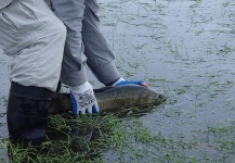 Interesting Fly-fishing Situation of Wolf Fish - Photo shared by Alejandro Milesi – Fly dreamers 