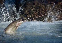 Rainbow trout Fly-fishing Situation – Bill Johnson shared this () Image in Fly dreamers 