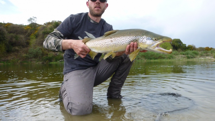 New Zealand Trophy Brown Trout!