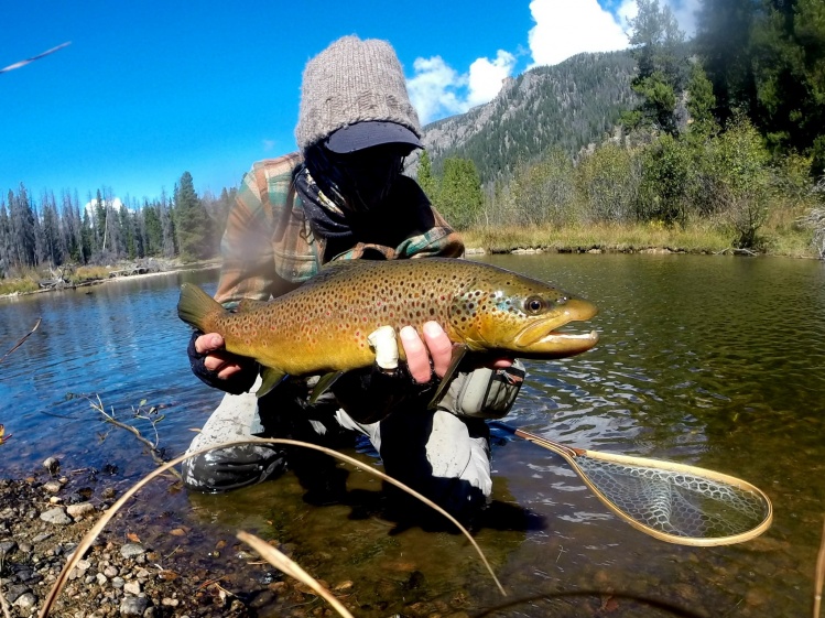 Brett Macalady 's Fly-fishing Photo of a English trout – Fly dreamers