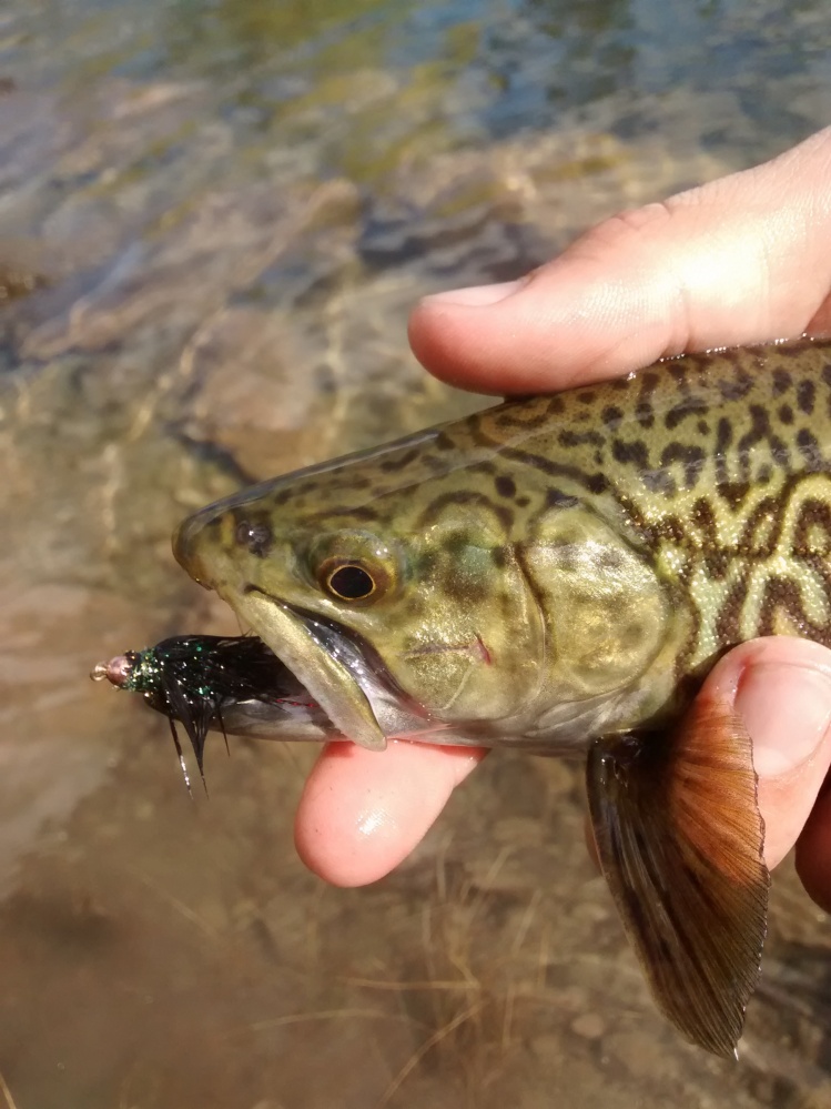 Tiger trout on the best fly in existence