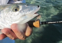 Fly-fishing Picture of Bonefish shared by Thomas & Thomas Fine Fly Rods – Fly dreamers