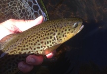 10/7/15  Fall in Connecticut - Dry Fly Fishing the Farmington and Housatonic Rivers