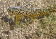 Fly-fishing Situation of Tiger Trout - Image shared by Luke Alder – Fly dreamers