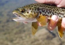Luke Alder 's Fly-fishing Catch of a Tiger Trout – Fly dreamers 