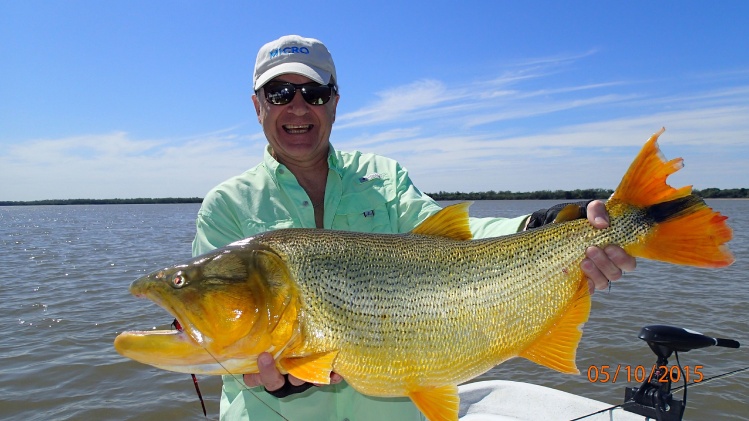 Tremendo Dorado de 13 kg capturado con mosca en el Río Paraná altura Florencia Prov de Santa Fé !!!