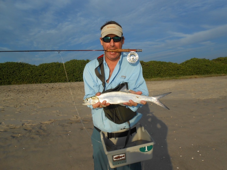 Epic ladyfish bite on sand...feasting on anchovies...got 8, all on 3wt..all screamed 50-100ft into backing....2-3.5lbs..why i bought the Aleen 3wt..EPIC!