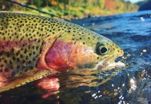 Thomas & Thomas Fine Fly Rods 's Fly-fishing Picture of a Rainbow trout – Fly dreamers 