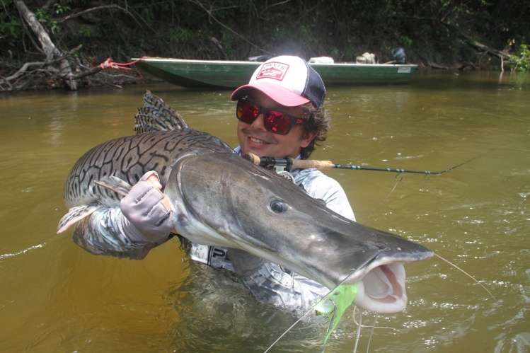 Shovel nose Tiger Catfish on sight casting, Bararati river. Amazon Brazil