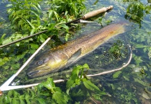  Imagen de Pesca con Mosca de Salmo trutta compartida por Stephane Geraud – Fly dreamers