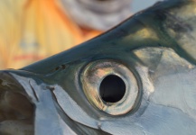 Claudio Milutinovich 's Fly-fishing Image of a Tarpon – Fly dreamers 