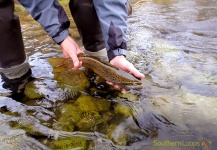  Situación de Pesca con Mosca de Salmo trutta – Por Esteban Urban en Fly dreamers