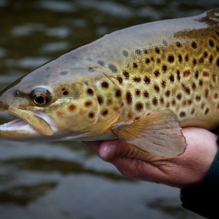 Foto de pesca con mosca