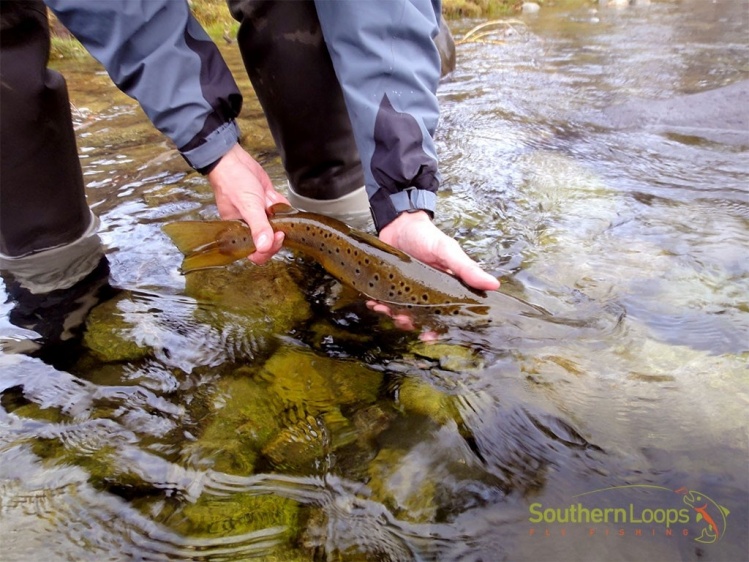 Faltan sólo 23 días para el incio de la próxima temporada de pesca deportiva en Ríos y Arroyos de Neuquén. Practiquemos y promovamos la pesca y devolución!!