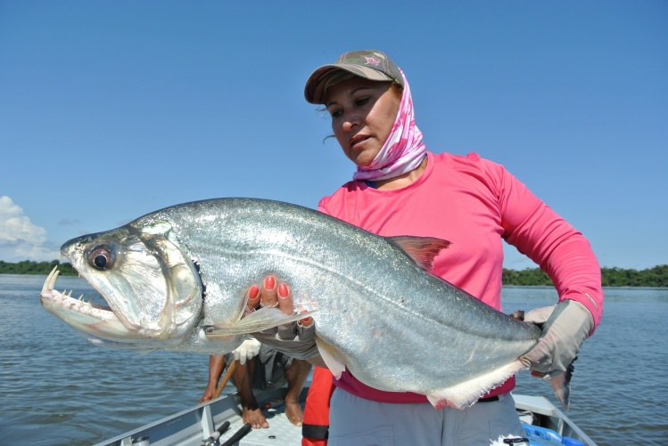 20 pounder Payara ( Vampire fish) caught at Tapajós river